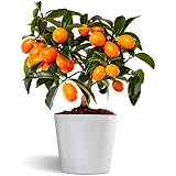 Kumquat/Citrus fortunella