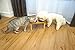 Miss Meow Raised Cat Bowls with Stand Feeder, Elevated Bamboo Stand with 3 Stainless Still Bowls and Removable Feet. (Stainless Still Bowls)