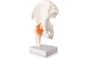 EVOTECH SCIENTIFIC Evotech Hip Joint Model – Life Size Hip Bone Model with Flexible Ligaments and Bony Landmarks – includes Base, Product Manual for Classroom Education & Medical Training