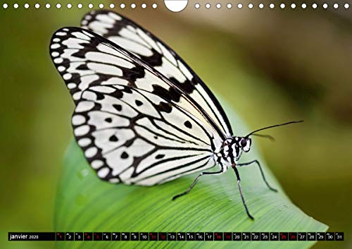 Papillons du monde, vus de près (Calendrier mural 2020 DIN A4 horizontal): Portraits de douze papillons aux couleurs…