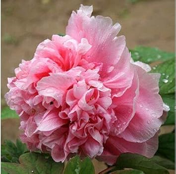 Amazon 熱い販売25色選択可能な本物の中国の牡丹の花の種鉢植えの花盆栽植物牡丹種子12粒子 バッグ 花