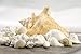 White Decorative Sea Shell Mix with Conch Shell | 6-8