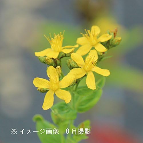 紫桜館山の花屋 海外輸入 山野草 オトギリソウ 弟切草 9cmポット仮植え苗