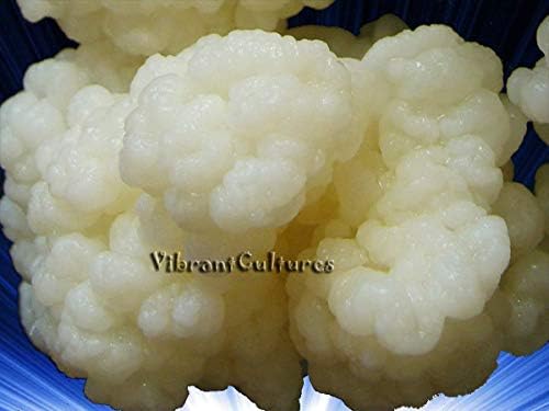 Premium Milk Kefir Grains - Organically Fed Mixed Grains From Different Countries (1 tablespoon)