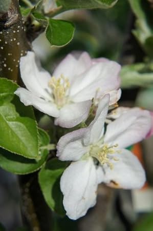 Amazon りんご 苗木 バレリーナツリー ボレロ 1年生 接ぎ木 苗 果樹苗木 果樹苗 リンゴ 果物