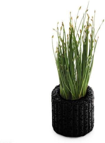 本州 四国限定 生体 ホビー ヘアーグラス 水上葉 無農薬 1個 Pcソフト 正規品送料無料 おもちゃ 100 品質保証 B00uf49pos 新作製品 世界最高品質人気 水草 マルチリング ブラック 黒 激安超特価