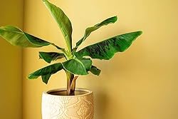 Gardenera Banana Tree Potting Mix