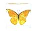 Real Nature Orange Albatross Butterfly Specimen Paperweight Insect Bug Collection Taxidermy(3x3x1)