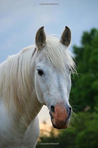 The Arabian Horse Journal: 150 page lined notebook/diary Paperback – January 19, 2016