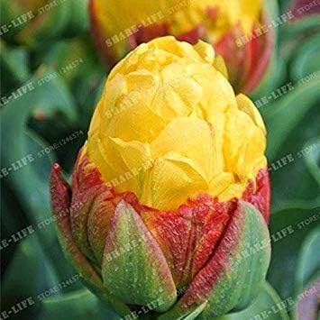 Amazon Co Jp 2個の球根3 美しいチューリップrizomas Bulbosアロマ鉢植えとして真のチューリップ球根 種子チューリップ ません 花の球根アイスクリーム ホーム キッチン