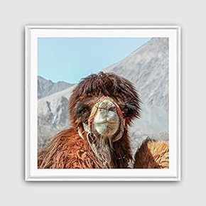 Framed Canvas Wall Art Alpaca Canvas Prints Home Artwork Decoration for Living Room,Bedroom - 16x16 inches