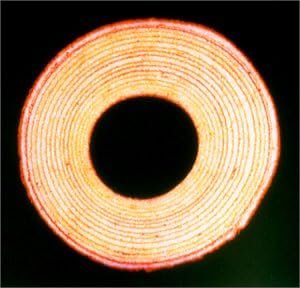 Amazon バームクーヘン The High Lows 甲本ヒロト 真島昌利 The High Lows J Pop 音楽