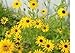 26,000 Black Eyed Susan Flower Seeds