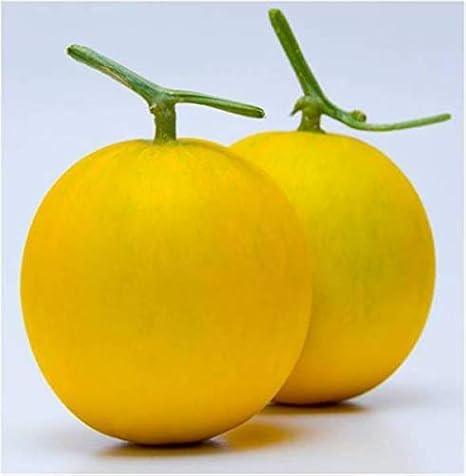 Creative Farmer Vegetable Seeds Golden Muskmelon Seeds - Yellow Melon Seeds Home Garden Seeds