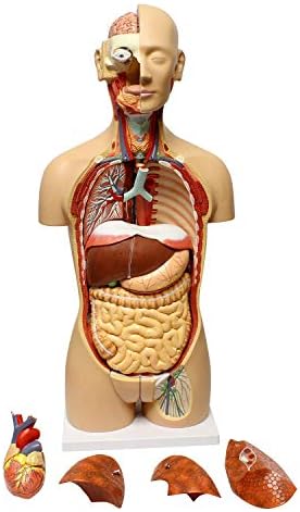 人間の胴体モデル 心臓と脳の解剖モデル実物大の人体モデル取り外し