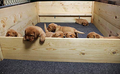 dog puppy box