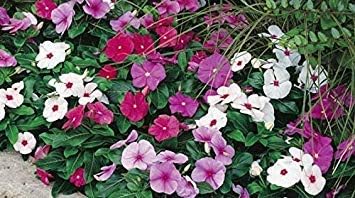 Vinca (Summer) Flower Seed (Pack of 50 Seed Per Packet) by Zoomy far: