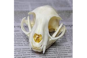 FGRID Animal Specimen Real Animal Skull Specimen Taxidermy Cleaned Skull Collection Fox, cat, Mink, Crocodile, Dog, Raccoon, Snake, Rabbit, Goat ，Muskrat，Nutria，Fox's paw (2pcs,The cat)
