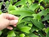 5 Baby Staghorn Fern Plants