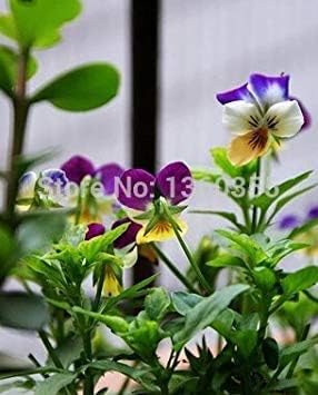 Amazon Co Jp 小花パンジー ビオラcornutatの種 鉢植えの花の種小角ビオラ 約30粒子 ホーム キッチン