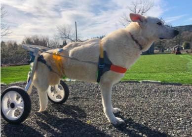 silla de ruedas para perros amazon