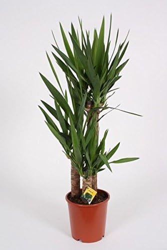 Can A Yucca Plant Live Outside Uk Yucca Tree With 3 Stems Tall Plant At 95cm Amazon Co Uk Garden Outdoors