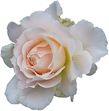 Amazon バラ苗 シュシュ 国産大苗河本オリジナル角鉢6号 四季咲き中輪 ピンク系 オープンカップ咲き 花