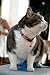 Rogz Reflective Cat Collar with Breakaway Clip and Removable Bell, Fully Adjustable to fit Most Breeds, Orange Bird Design