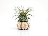 Bliss Gardens Air Plant Ionantha with Sputnik Sea Urchin / Beach Decor / Great Gift