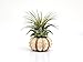 Bliss Gardens Air Plant Ionantha with Sputnik Sea Urchin / Beach Decor / Great Gift