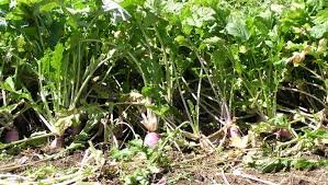 Barkant Turnip Seeds 1 lb Bag - Vigorous Forage Turnips, Cold Drought Heat Tolerant, High Protein Livestock Feed by Farmers Daughters Seeds