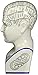 Design Toscano SP020 Full Size Phrenology Head Bust Fortune Telling Statue, 12 Inch, Porcelain, White