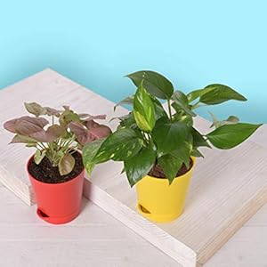 Ugaoo Indoor Plants With Pot For Home – Syngonium Pink & Money Plant Variegated