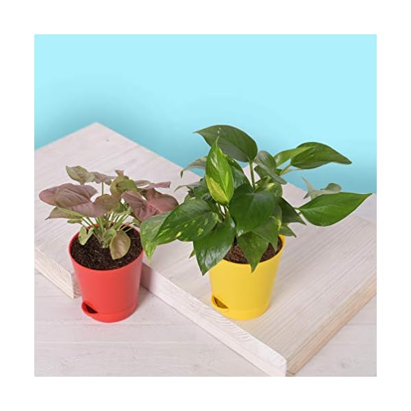 Ugaoo Indoor Plants With Pot For Home - Syngonium Pink & Money Plant Variegated