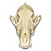 Coyote Skull (Natural Bone Quality A)