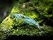 Aquatic Arts 5 Live Freshwater Blue Velvet Shrimp (Neocaridina davidi - 1/4 to 1 inch Breeding Age Adults)