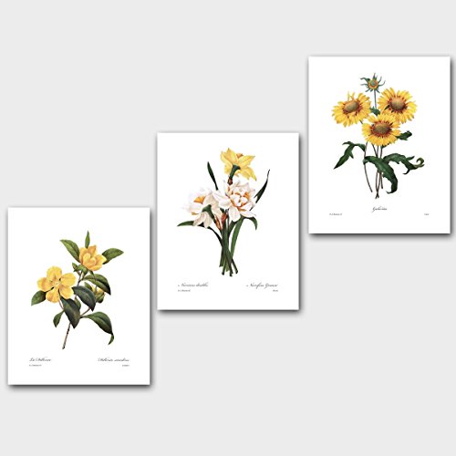 (Set of 3) Botanical Art (Yellow Flower Prints, Redoute Room, French Home Wall Decor) Daffodil, Sunflower â€“ 8x10 inch