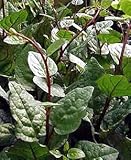 Climbing Malabar Spinach 60 Seeds - Ornamental/Edible