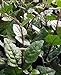 Climbing Malabar Spinach 60 Seeds - Ornamental/Edible primary