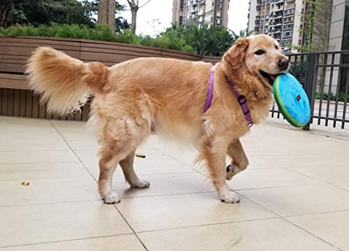 Mr. Peanut's 3 Piece Doggie Playtime Toy & 68oz Collapsible Travel Water Bowl Set Including Durable Chewproof & Weatherproof Flying Disc and Ring Toss