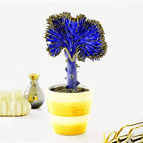 Opla3ofx 100Pcs Cactus Seeds,Open-Pollinated, Wild Flower Seeds Planting, Bees, Humming Birds, Butterflies, Pollinators,Office Garden Decor Purple Rare Cactus Seeds