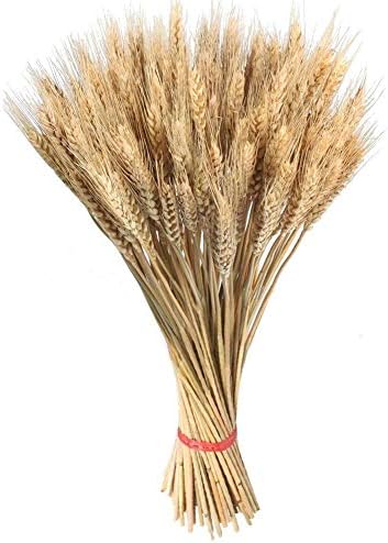 100 Pcs Artificial Flower Dried Wheat Flowers Golden Dried Wheat Sheaves Garden Plants Natural Primary Colors Dry Wheat Decor for Christmas Wedding Home Office, 15.8 Inches
