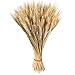 Wedding Decorations Dried Wheat Sheaves,100pcs Natural Wheat Bouquet Bunch Stalk Bundle,Bride and Groom Holding Flowers,DIY Home Kitchen Table Wedding Centerpieces (a)