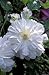 Clematis Belle De Woking Double Pure White Flowering Vine Hardy 3 Seeds