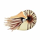 Fame Master Enterprise Build Your Own Chambered Nautilus Fossil Model 3D Puzzle for Age 6+ (24 Piece), 3"