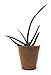 Br BRILLANTE Plant Starter Peat Pots - 30 Pack of 3 Inch Pots for Your Garden, Greenhouse or Nursery - Ideal for Organic Seed Planting & Gardening