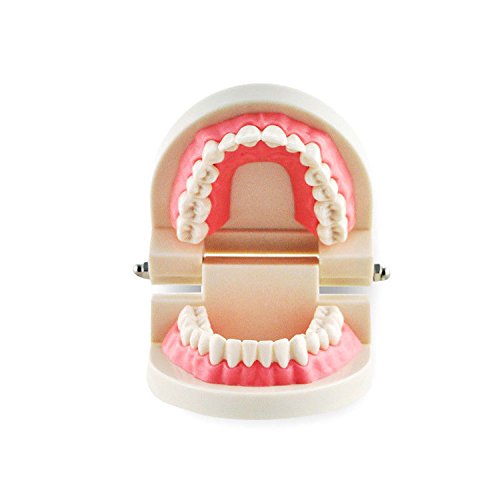 Dental Orthodontic Typodont Model – Adult Standard Teeth For Study And Teaching