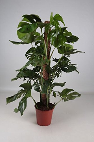 Swiss Cheese Plant Monstera Deliciosa In 21cm Pot With Moss | Desertcart  Maldives