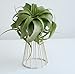 Pack of 2 Air Plant Tillandsia Base Large Tillandsia Air Plant Holder Metal Indoor Tabletop Big Streptophylla Air Plant Stands Tillandsia Plant Racks Large Xerographica Air Plant Stand
