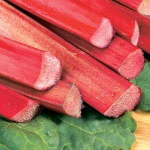 Rhubarb - Canadian Red - Rheum rhabarbarum - Super Heavy Crown/Roots - 6" Pot - 1 Plant by Growers Solution